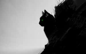 Фотографии черного кота — Кот нуар Обои