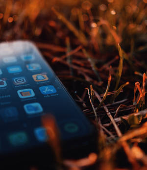 iPhone Xs на сухих листьях обои — iPhone Xs Обои