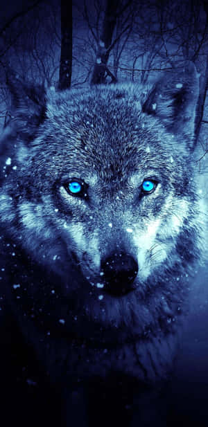 Крутые картинки волка — Крутой волк Обои