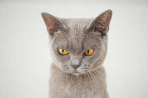 Grumpy Cat фото — MacBook Pro M2 Обои