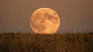 Оранжевая урожайная луна озаряла тёплым светом поле сухой травы.