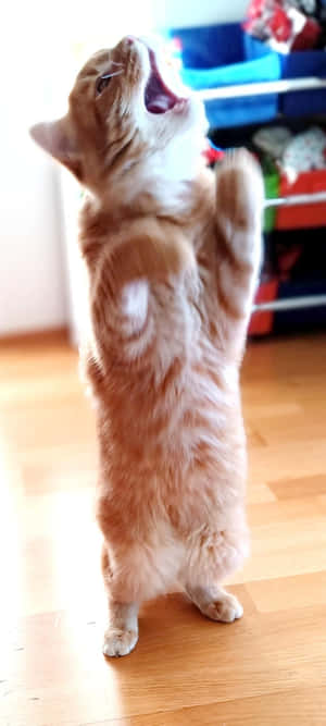 Стоящая танцующая кошка.jpg — Танцующий кот Обои