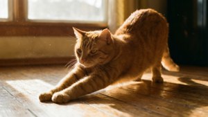 Рыжий полосатый кот потягивается в тёплом утреннем свете на деревянном полу. — Кот Обои