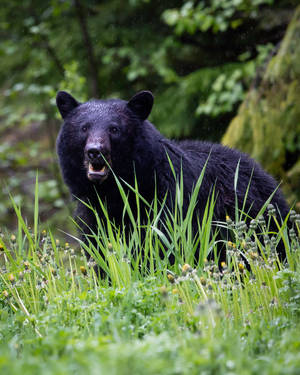 Обои с черным животным на лугу