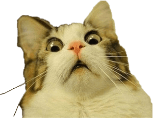 #шокированный #кот #freetoedit - Прозрачный фон кота-мема, HD PNG скачать