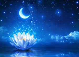 Элегантный цветок лотоса в полном расцвете — Лотос Обои