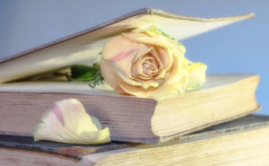 Эстетика розы на книжных страницах