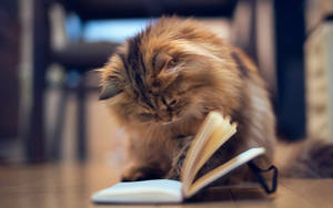 Эстетичный кот с книгой — Эстетичный кот Обои